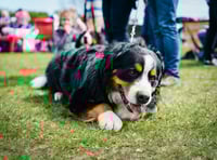 Sunday fun at Okeford Veterinary Centre Charity Dog Show