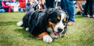 Sunday fun at Okeford Veterinary Centre Charity Dog Show