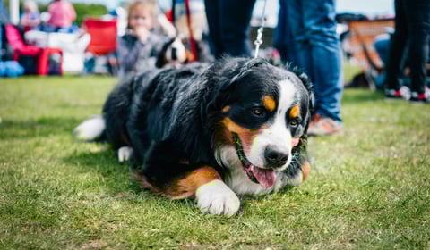 Sunday fun at Okeford Veterinary Centre Charity Dog Show