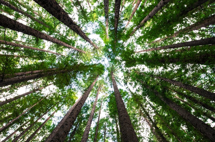 Timber, charcoal and livestock will be part of the agroforestry project.