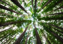 Agroforestry project aims for green light in Broadwoodwidger