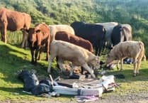 West Devon councillor claims CCTV success in war against fly-tipping