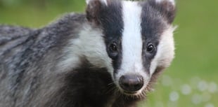 Record surge in badger TB vaccinations