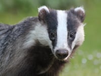 Record surge in badger TB vaccinations