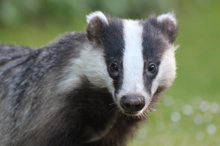 A scheme for a dog daycare centre on the site of a former garden centre in Llanteg, has been refused by Pembrokeshire planners, in part due to a potential impact on nearby badgers.