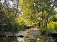 New Okehampton tree walk challenge