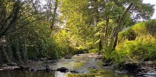 New Okehampton tree walk challenge