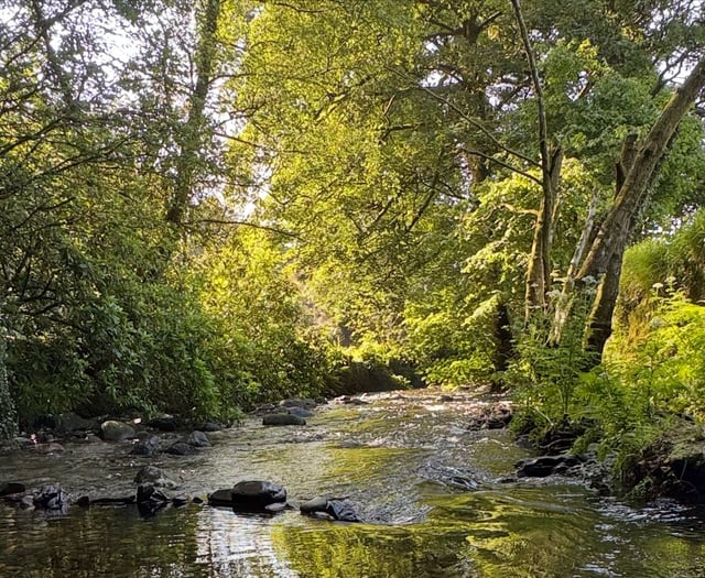 New Okehampton tree walk challenge