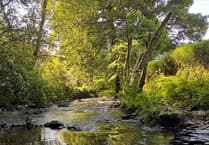 Explore Okehampton's new tree walk