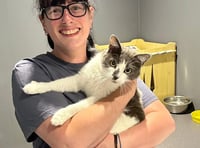 Isle of Man couple collect cat who hitched 400 miles to Tavistock