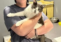 Couple travel from Isle of Man to collect cat who hitched 400-mile ride to Tavistock