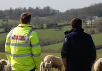 Trading Standards urge struggling farmers to seek help following cattle neglect case