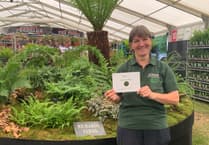 Bowdens Nursery enjoys success at Hampton Court Flower Show