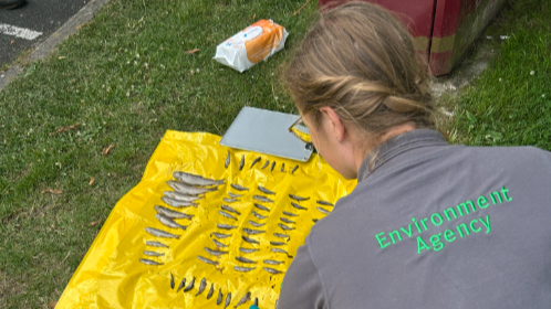 An Environment Officer carrying out a fish kill survey by the River Lew.