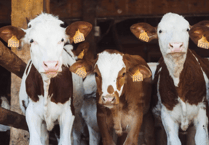 Devon councillor appeals to Chancellor for more help for farmers