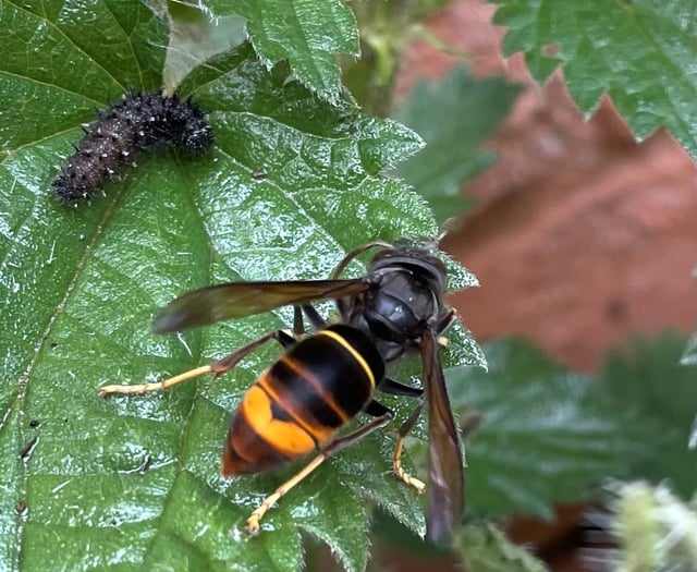 Beekeepers urge vigilance over yellow-legged hornet