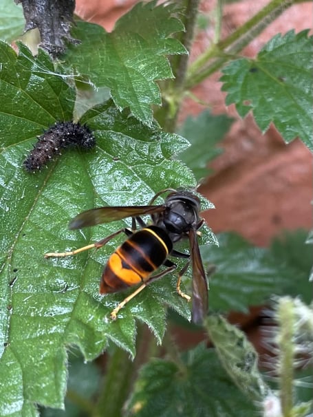 Asian Hornet