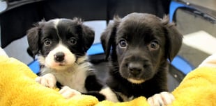 Puppies needed for behaviour research