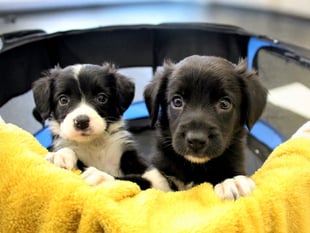 Puppies needed for behaviour research