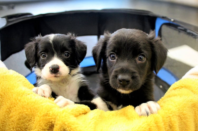 Puppy owners are invited by the Dogs Trust to volunteer their pets for research.