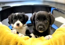 West Devon puppies needed for research