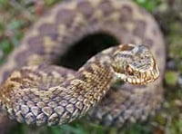 RSCPA warning of snake escapes