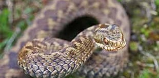 RSCPA warning of snake escapes