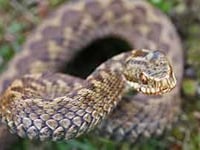 RSCPA warning of snake escapes