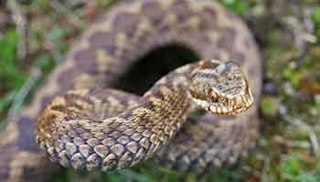 The European Adder. Picture: RSPCA/Wikimedia.