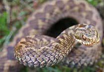 RSCPA warning of snake escapes