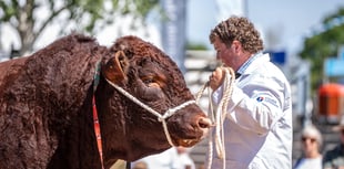 Devon Cattle Breeders Society to return to Devon County Show in 2026