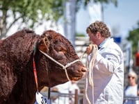 Devon Cattle Breeders Society to return to Devon County Show in 2026