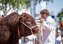 Devon Cattle Breeders Society to return to Devon County Show in 2026