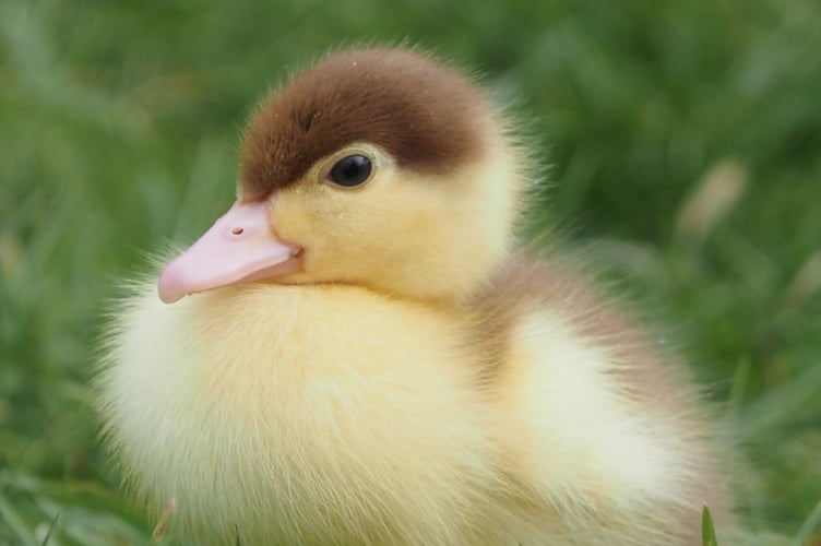 Calstock Muscovy duckling, fondly named Custard by Peter, at less than a week old. (Picture: Peter Thompson)