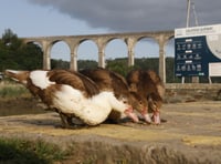 Calstock Muscovy duck population in crisis