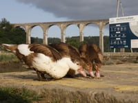 Calstock Muscovy duck population in crisis