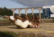 Then there were four: Calstock Muscovy duck population in crisis