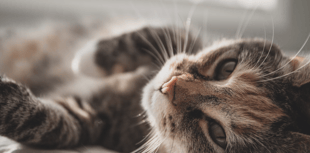 Nine incidents of weapon attacks on Devon's pets