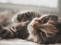 Nine incidents of weapon attacks on Devon's pets