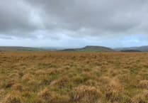Another common designated on Dartmoor