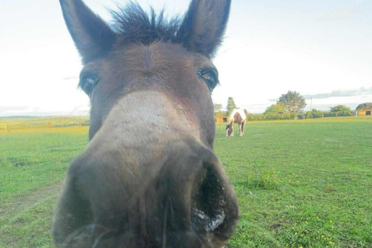 Mule Sweetie is staying in the Tamar Valley after being rehomed in Bere Alston. (Picture: Tamar Valley Donkey Sanctuary)