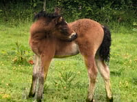 Dartmoor Pony celebrations open to all