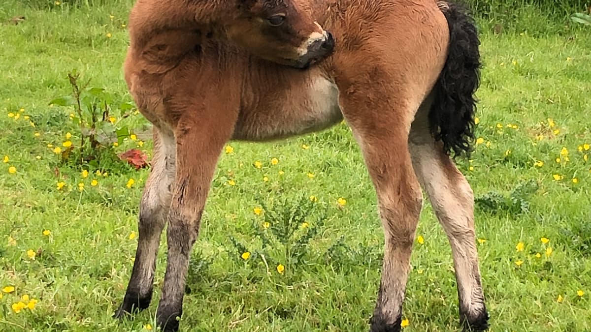 Dartmoor-Pony-Feiern für alle offen