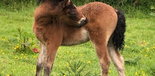 Dartmoor Pony celebrations open to all