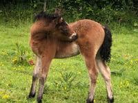 Dartmoor Pony celebrations open to all