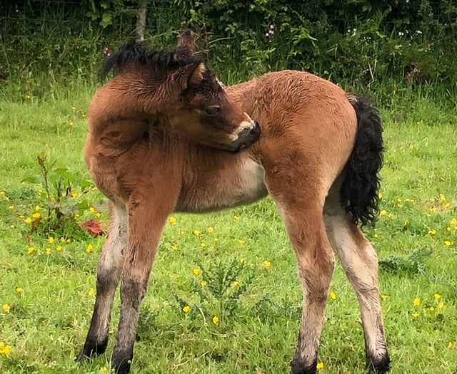 Dartmoor Pony celebrations open to all