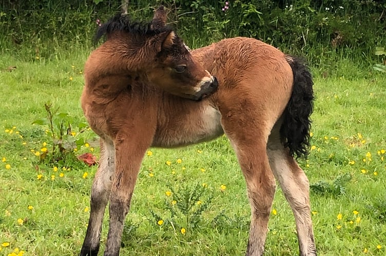 Dartmoor Pony enthusiasts and experts gather to celebrate the breed in Devon. 