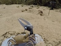 'Wavy Dave' reveals crab behaviour secrets