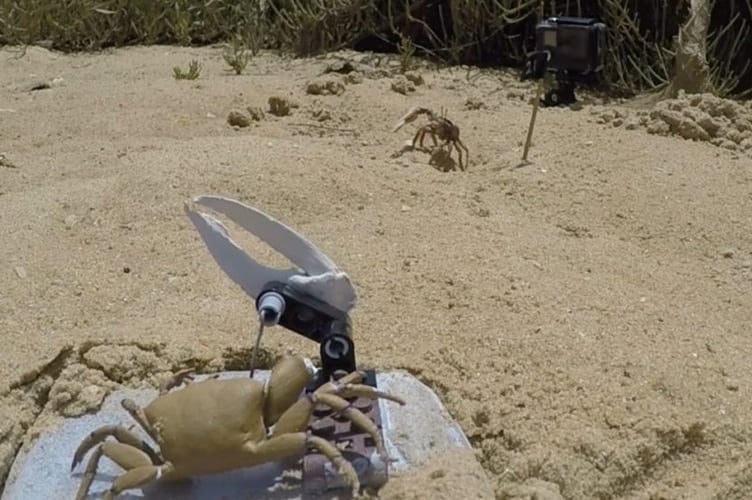 Robot crab 'Wavy Dave' at the study site in Portugal.