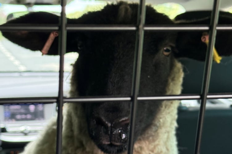 The sheep on the run.